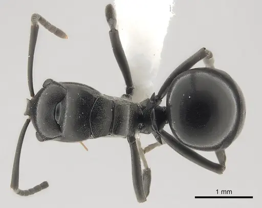 Polyrhachis rufipalpis specimen CASENT0403630 image casent0403630_1