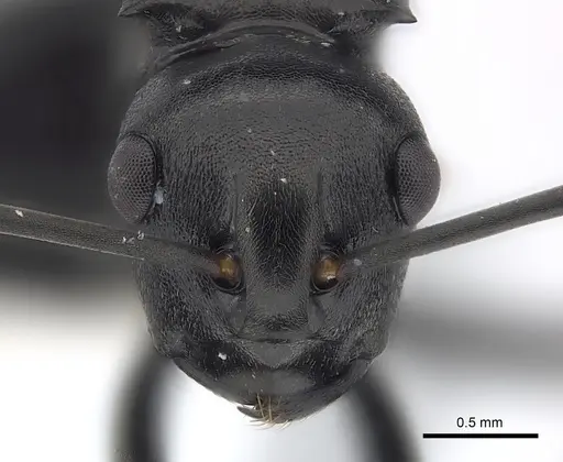 Polyrhachis rufipalpis specimen CASENT0403630 image casent0403630_2