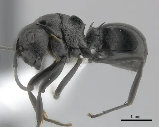 Polyrhachis rufipalpis specimen CASENT0403630 image casent0403630_3