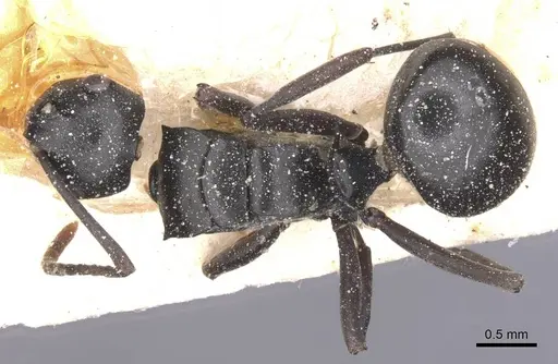 Polyrhachis rufipalpis specimen CASENT0912133 image casent0912133_1