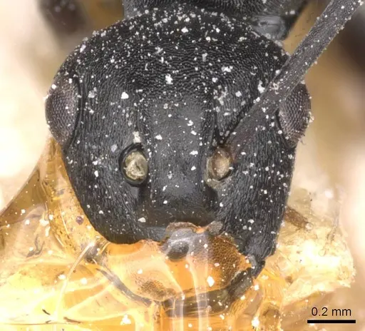 Polyrhachis rufipalpis specimen CASENT0912133 image casent0912133_2