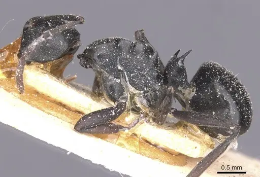 Polyrhachis rufipalpis specimen CASENT0912133 image casent0912133_3