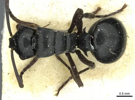 Polyrhachis rufipalpis specimen RMCAENT000017824 image rmcaent000017824_1