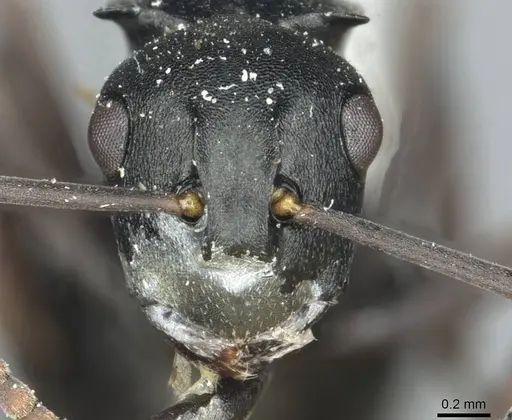 Polyrhachis rufipalpis specimen RMCAENT000017824 image rmcaent000017824_2