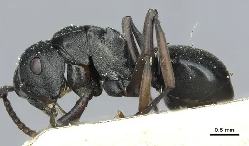 Polyrhachis rufipalpis specimen RMCAENT000017824 image rmcaent000017824_3