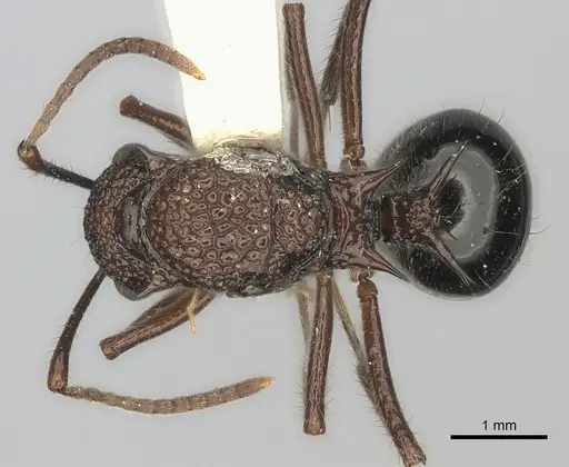 Polyrhachis rufipes specimen CASENT0217795 image casent0217795_1