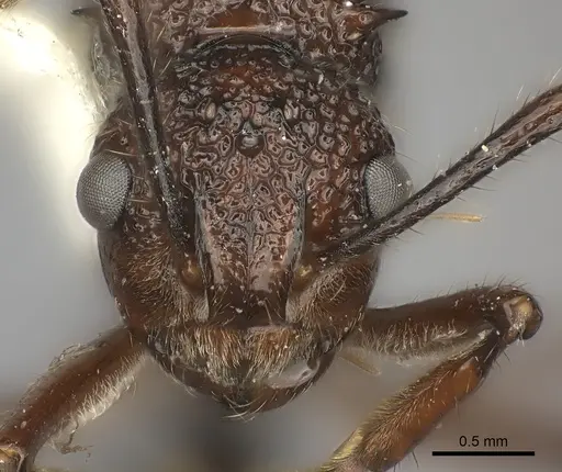 Polyrhachis rufipes specimen CASENT0217795 image casent0217795_2