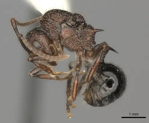 Polyrhachis rufipes specimen CASENT0217795 image casent0217795_3