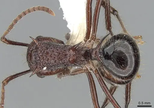 Polyrhachis rufipes specimen CASENT0281407 image casent0281407_1