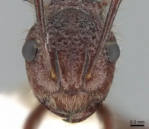 Polyrhachis rufipes specimen CASENT0281407 image casent0281407_2