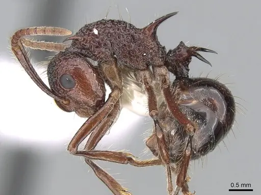 Polyrhachis rufipes specimen CASENT0281407 image casent0281407_3