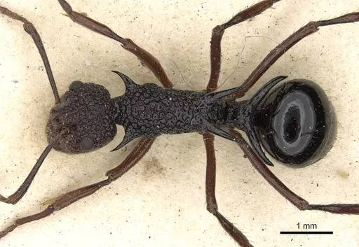 Polyrhachis rufipes specimen CASENT0901869 image casent0901869_1