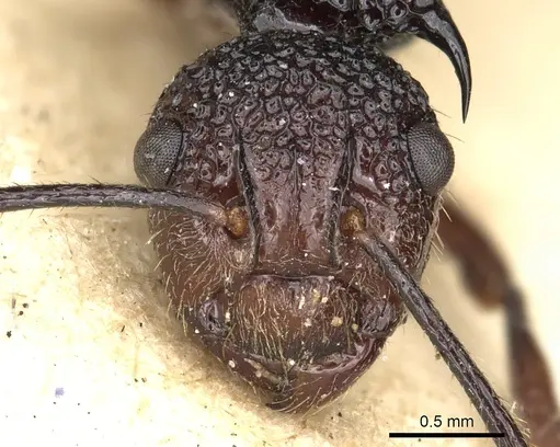 Polyrhachis rufipes specimen CASENT0901869 image casent0901869_2