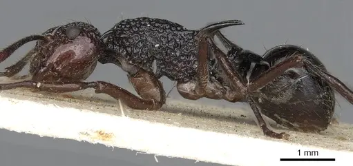 Polyrhachis rufipes specimen CASENT0901869 image casent0901869_3
