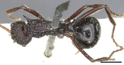 Polyrhachis rufipes specimen CASENT0903374 image casent0903374_1