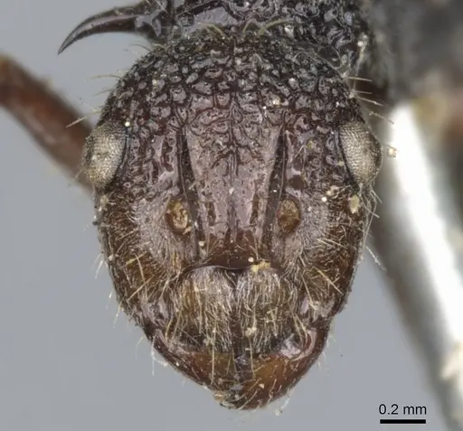 Polyrhachis rufipes specimen CASENT0903374 image casent0903374_2