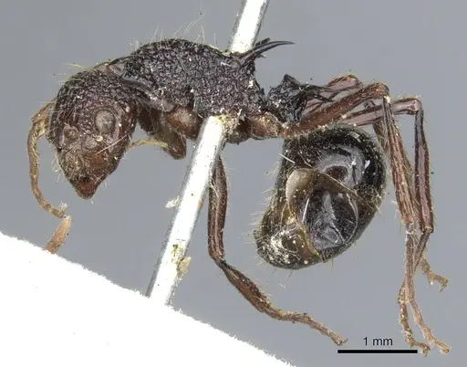 Polyrhachis rufipes specimen CASENT0903374 image casent0903374_4