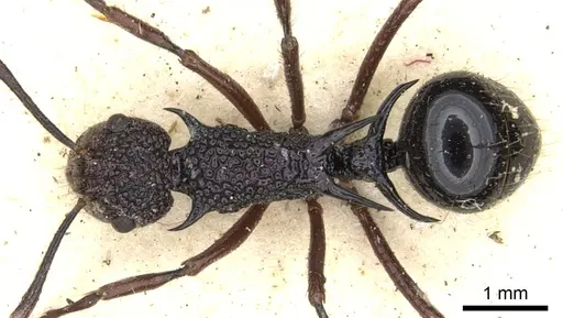 Polyrhachis rufipes specimen CASENT0903375 image casent0903375_1