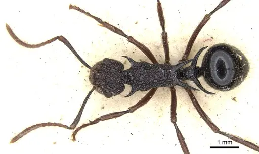 Polyrhachis rufipes specimen CASENT0903375 image casent0903375_2