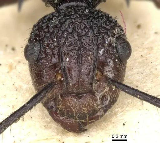 Polyrhachis rufipes specimen CASENT0903375 image casent0903375_3