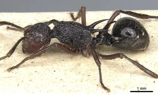 Polyrhachis rufipes specimen CASENT0903375 image casent0903375_4