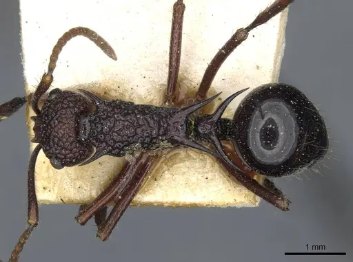 Polyrhachis rufipes specimen CASENT0910862 image casent0910862_1