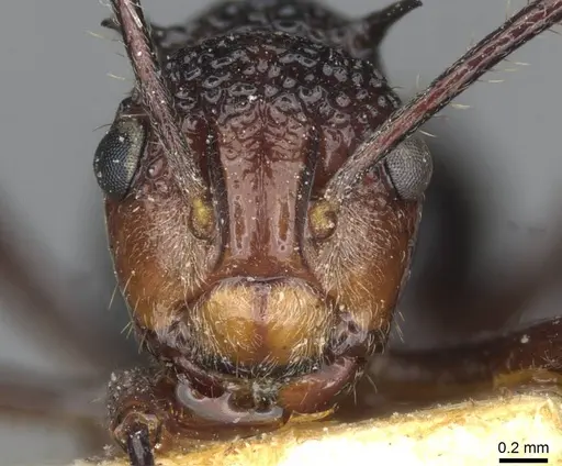 Polyrhachis rufipes specimen CASENT0910862 image casent0910862_2