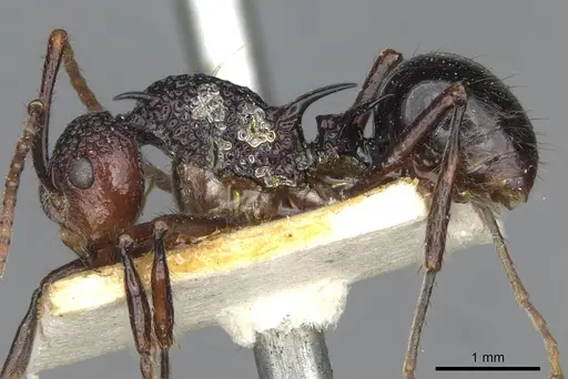 Polyrhachis rufipes specimen CASENT0910862 image casent0910862_3