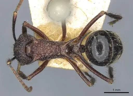 Polyrhachis rufipes specimen CASENT0910863 image casent0910863_1