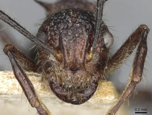 Polyrhachis rufipes specimen CASENT0910863 image casent0910863_2
