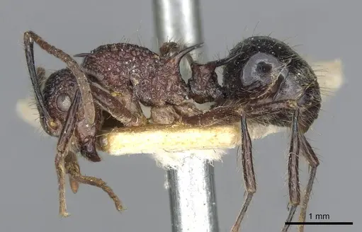 Polyrhachis rufipes specimen CASENT0910863 image casent0910863_3