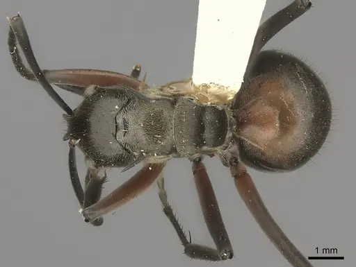 Polyrhachis rufofemorata specimen CASENT0217796 image casent0217796_1