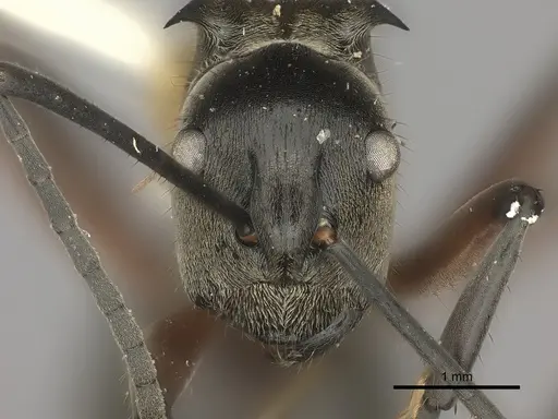 Polyrhachis rufofemorata specimen CASENT0217796 image casent0217796_2