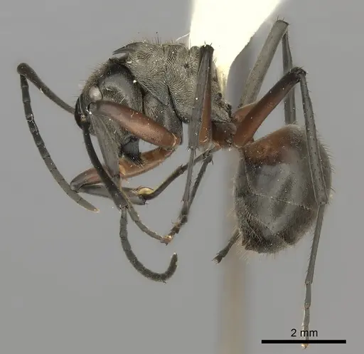Polyrhachis rufofemorata specimen CASENT0217796 image casent0217796_3
