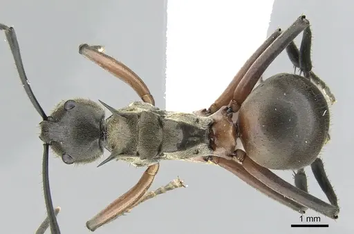 Polyrhachis rufofemorata specimen CASENT0281389 image casent0281389_1