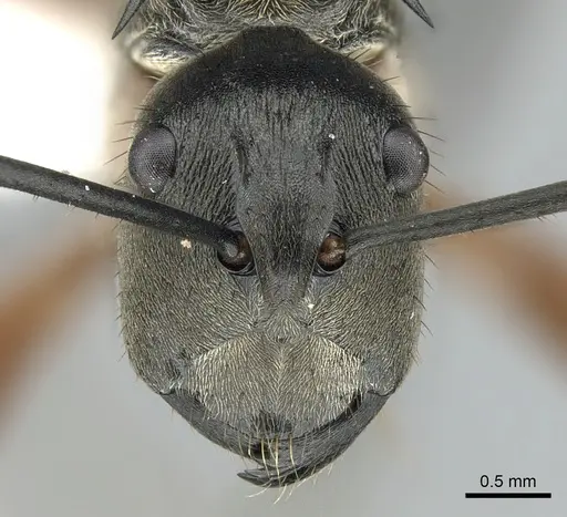 Polyrhachis rufofemorata specimen CASENT0281389 image casent0281389_2
