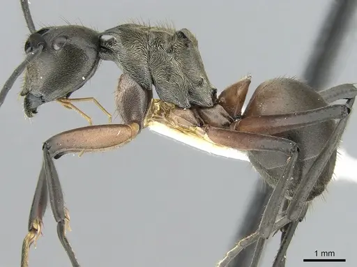Polyrhachis rufofemorata specimen CASENT0281389 image casent0281389_3