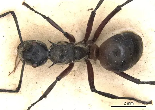 Polyrhachis rufofemorata specimen CASENT0901813 image casent0901813_1