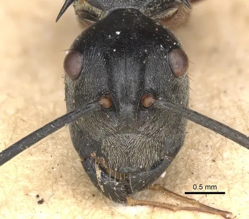 Polyrhachis rufofemorata specimen CASENT0901813 image casent0901813_2