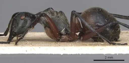 Polyrhachis rufofemorata specimen CASENT0901813 image casent0901813_4