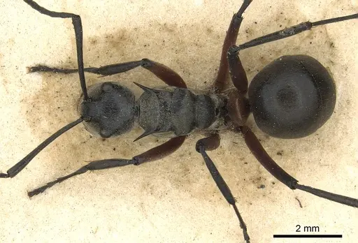 Polyrhachis rufofemorata specimen CASENT0901836 image casent0901836_1