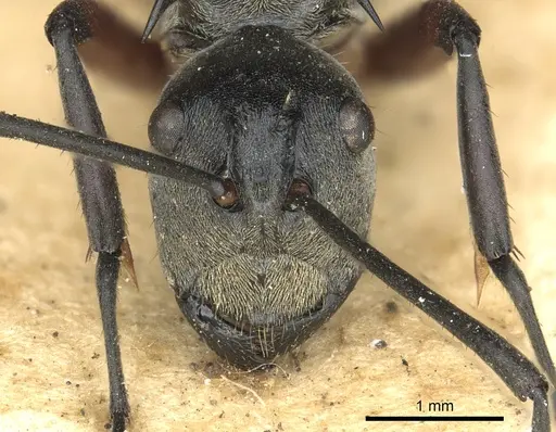 Polyrhachis rufofemorata specimen CASENT0901836 image casent0901836_2