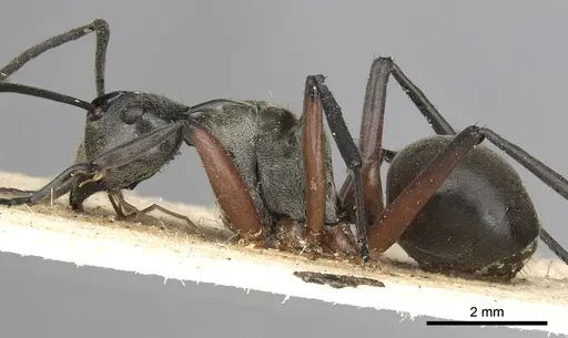 Polyrhachis rufofemorata specimen CASENT0901836 image casent0901836_3