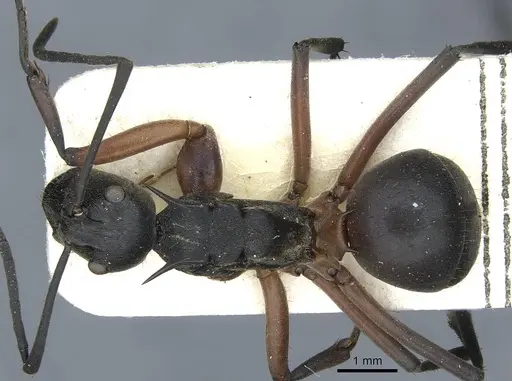Polyrhachis rufofemorata specimen CASENT0910915 image casent0910915_1