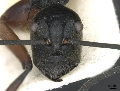 Polyrhachis rufofemorata specimen CASENT0910915 image casent0910915_2