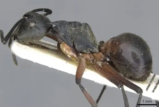 Polyrhachis rufofemorata specimen CASENT0910915 image casent0910915_3