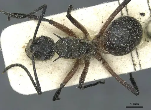Polyrhachis rufofemorata specimen CASENT0912116 image casent0912116_1