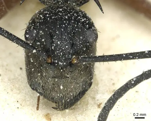 Polyrhachis rufofemorata specimen CASENT0912116 image casent0912116_2