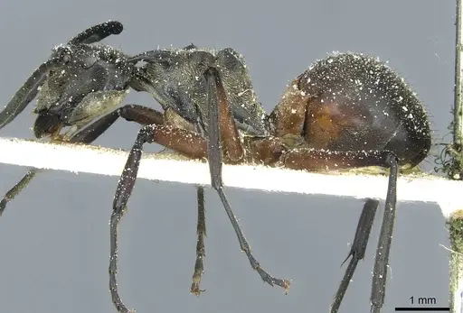 Polyrhachis rufofemorata specimen CASENT0912116 image casent0912116_3
