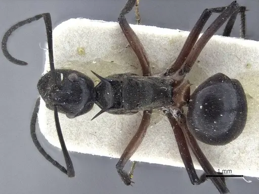 Polyrhachis rufofemorata specimen CASENT0916636 image casent0916636_1